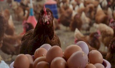 أسعار الدواجن والبيض في مصر اليوم الأحد