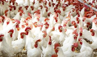 أسعار الدواجن والبيض في مصر اليوم الإثنين