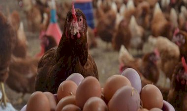 أسعار الدواجن والبيض في مصر اليوم الخميس