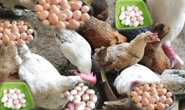 أسعار الدواجن والبيض في مصر اليوم الخميس