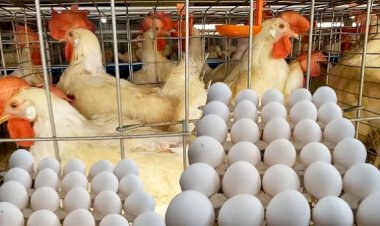 أسعار الدواجن والبيض في مصر اليوم السبت