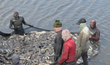 جهاز حماية وتنمية البحيرات والثروة السمكية يفتتح موسم الصيد بمزرعة المنزلة السمكي2025/2026