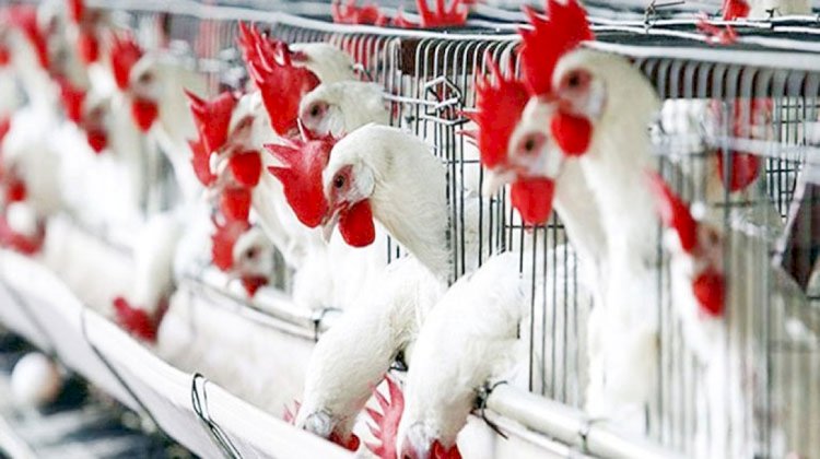 أسعار الدواجن والبيض في مصر اليوم الإثنين