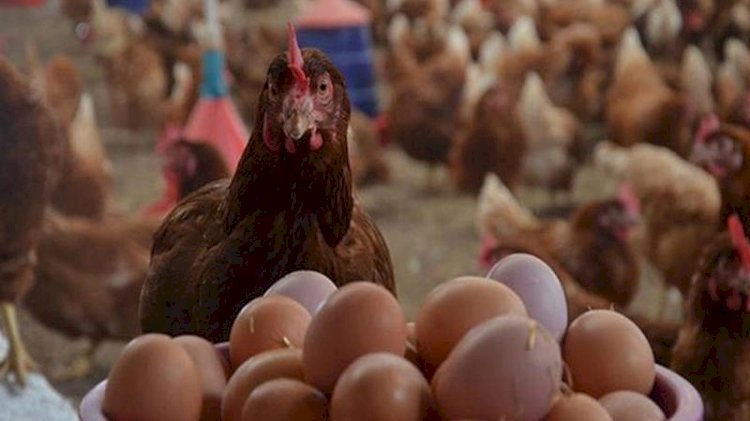 أسعار الدواجن والبيض في مصر اليوم الأحد