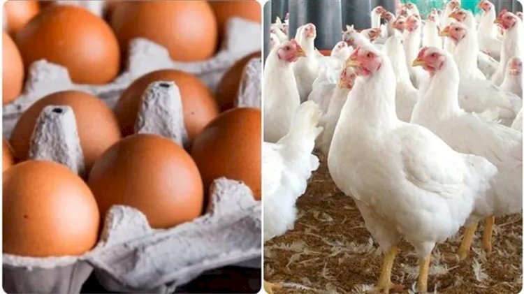 أسعار الدواجن والبيض في مصر اليوم السبت