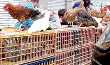 أسعار الدواجن والبيض في مصر اليوم الخميس