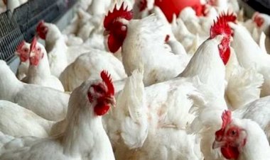 أسعار الدواجن والبيض في مصر اليوم الثلاثاء