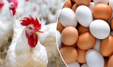 أسعار الدواجن والبيض في مصر اليوم الاربعاء