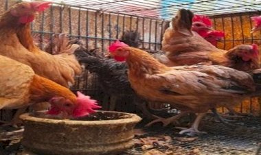 أسعار الدواجن والبيض في مصر اليوم الأحد