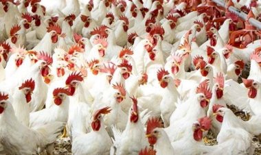 أسعار الدواجن والبيض في مصر اليوم الإثنين