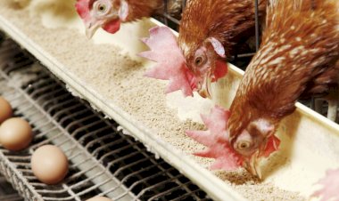 أسعار الدواجن والبيض في مصر اليوم الجمعة