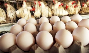 أسعار الدواجن والبيض في مصر اليوم الخميس