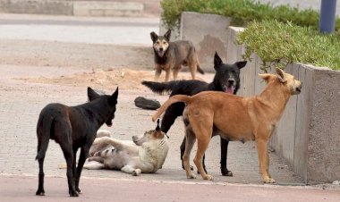 أستاذ طب بيطري: 400 حالة عقر من الكلاب الضالة سنويا في مصر