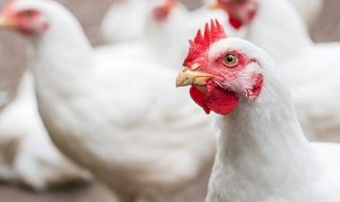 أسعار الدواجن والبيض في مصر اليوم السبت