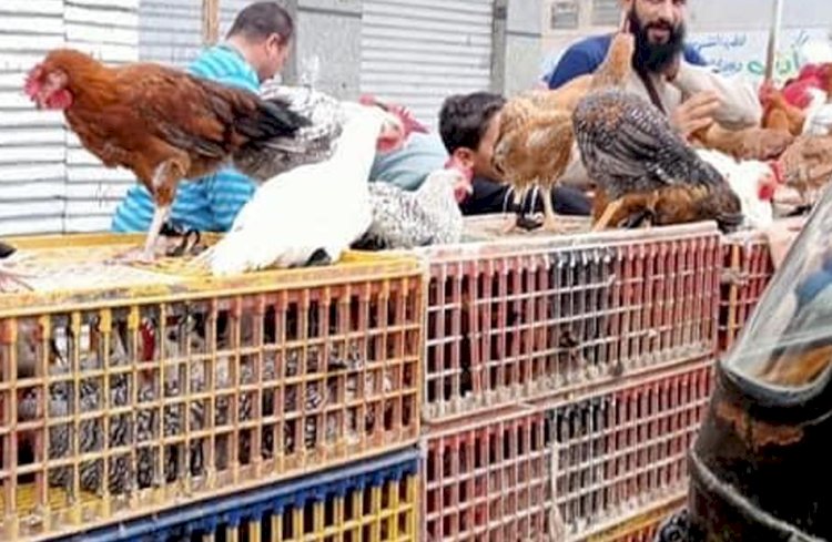 أسعار الدواجن والبيض في مصر اليوم الخميس