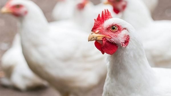 أسعار الدواجن والبيض في مصر اليوم الإثنين