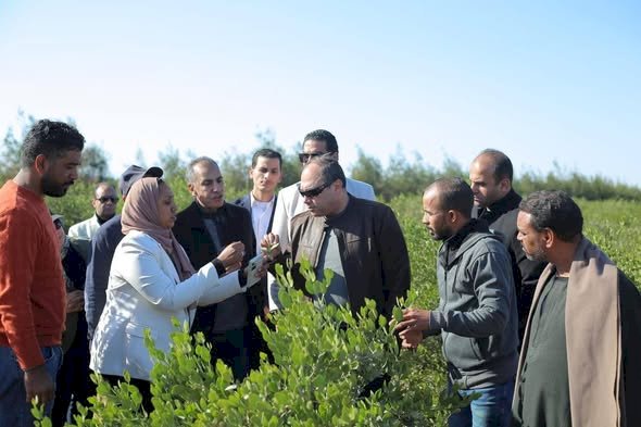 رئيس هيئة تنمية الصعيد يتفقد ويتابع عملية حصاد محصول الجوجوبا بمحافظة البحر الأحمر