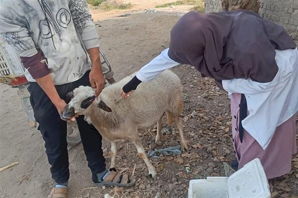 "الزراعة": تحصين 1.2 مليون رأس ماشية ضد "الحمى القلاعية" حتى الآن