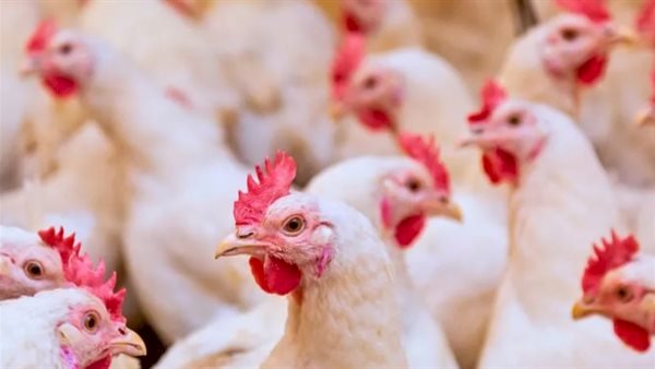 أسعار الدواجن والبيض في مصر اليوم الإثنين