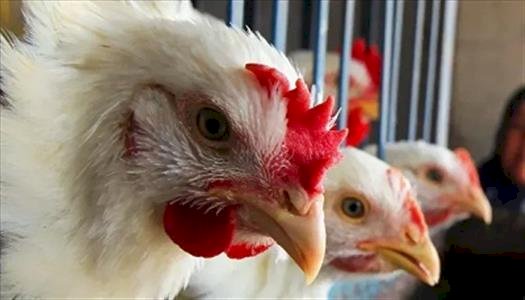 أسعار الدواجن والبيض في مصر اليوم الثلاثاء