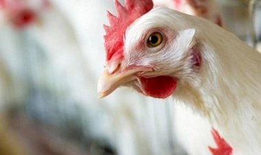 أسعار الخضار والفاكهة في الأسواق اليوم الأحد