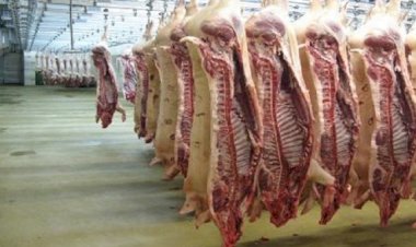 أسعار اللحوم في مصر اليوم الإثنين