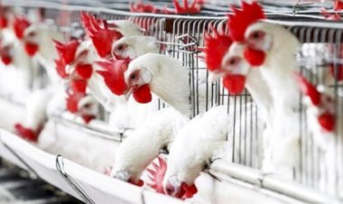 أسعار الدواجن والبيض في مصر اليوم الثلاثاء