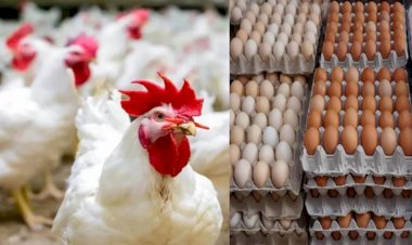 ارتفاع أسعار الدواجن والبيض اليوم الإثنين