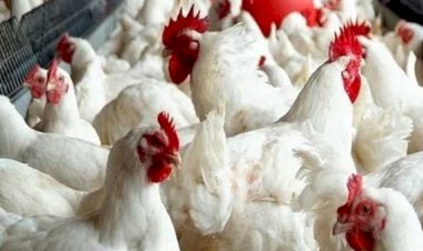 ارتفاع أسعار الدواجن والبيض اليوم الثلاثاء