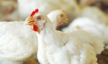 ارتفاع أسعار الدواجن والبيض اليوم الثلاثاء