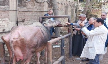 "الزراعة":241 قافلة بيطرية مجانية لدعم صغار المربين في 238 قرية خلال يناير