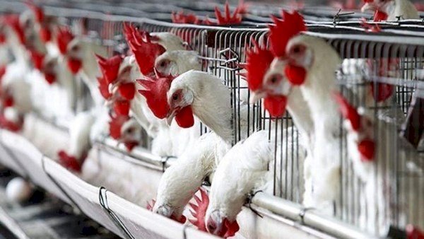 أسعار الدواجن والبيض في مصر اليوم الإثنين