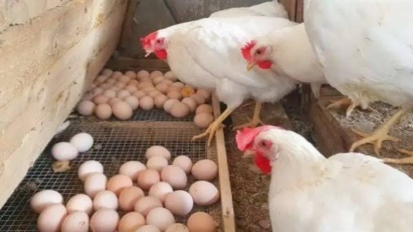 ارتفاع جديد في أسعار الدواجن والبيض اليوم الخميس