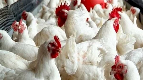 ارتفاع أسعار الدواجن والبيض اليوم الثلاثاء