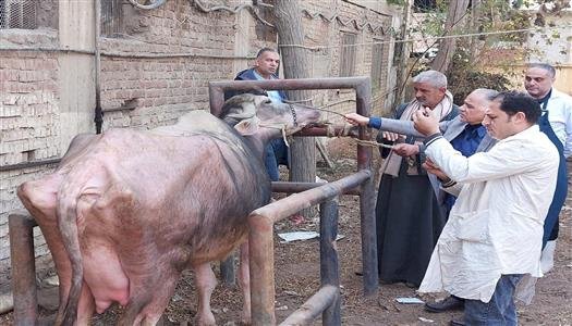 "الزراعة":241 قافلة بيطرية مجانية لدعم صغار المربين في 238 قرية خلال يناير