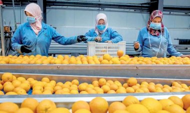 وزير الزراعة يُعلن فتح السوق البنمي أمام 4 منتجات زراعية مصرية